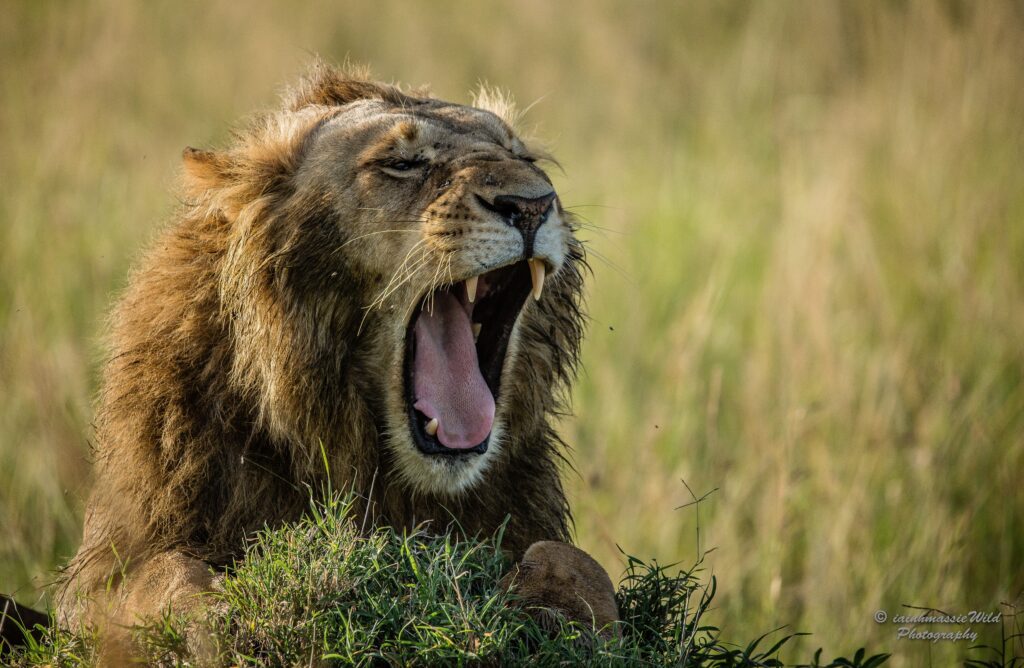 WHY YOU MUST DO A SAFARI IN EAST AFRICA
