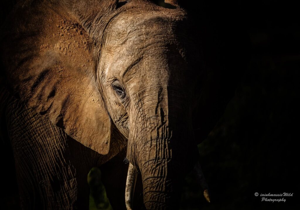 # THE BIG 5 # KENYA WILDLIFE  ADVENTURE